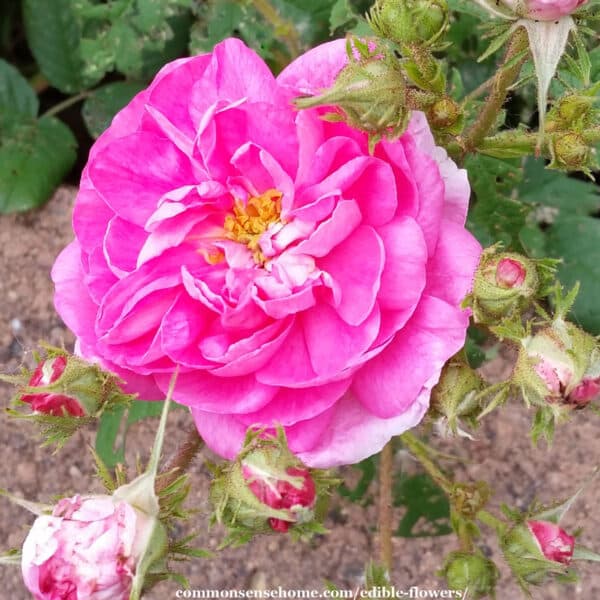 Garden Roses: Queen of Edible Flowers - Recipes