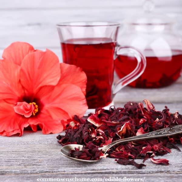 hibiscus and hibiscus tea