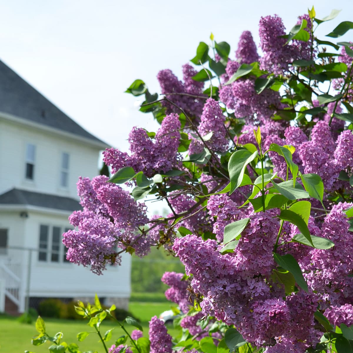 purple lilac flowers