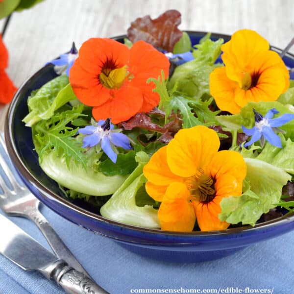 nasturtiums and borage flowers in a salad