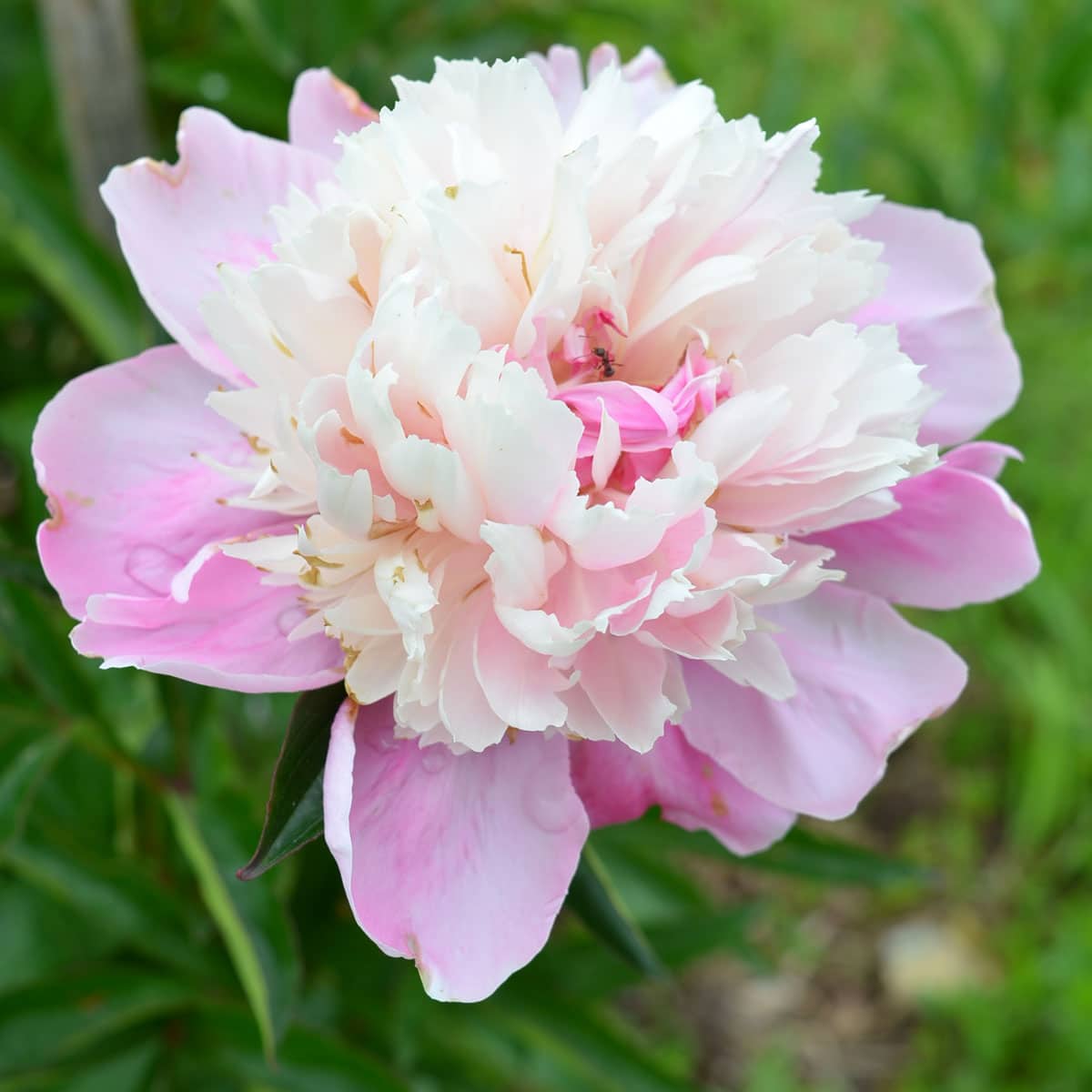 Pink Peony (Paeoniaceae species)