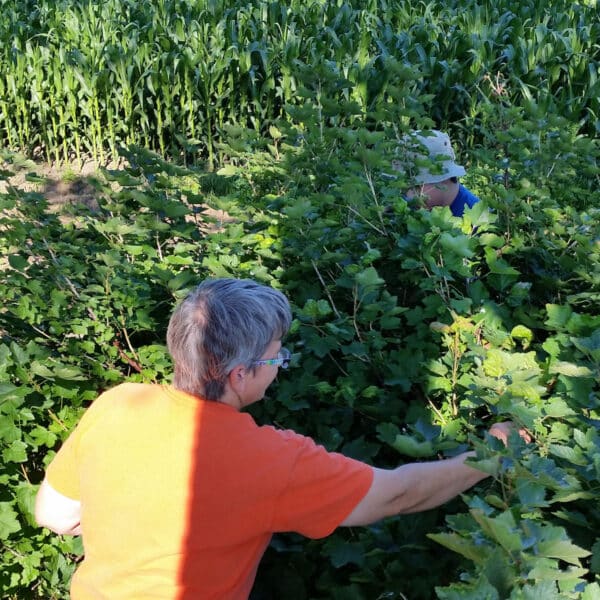 picking shade grown currants