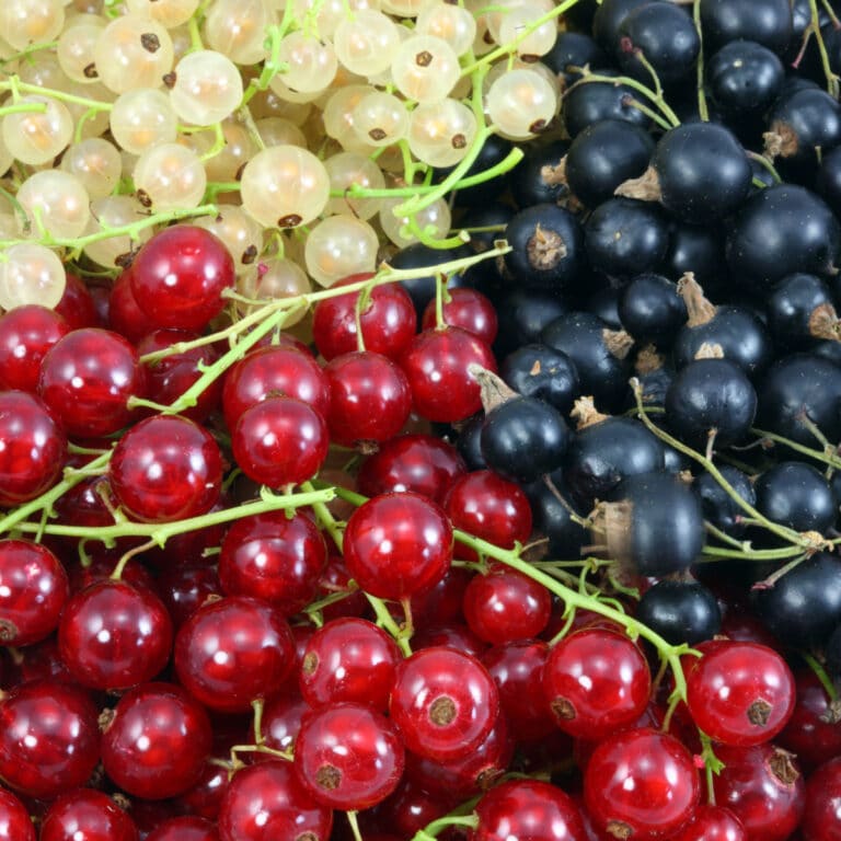 red, black, and white currants