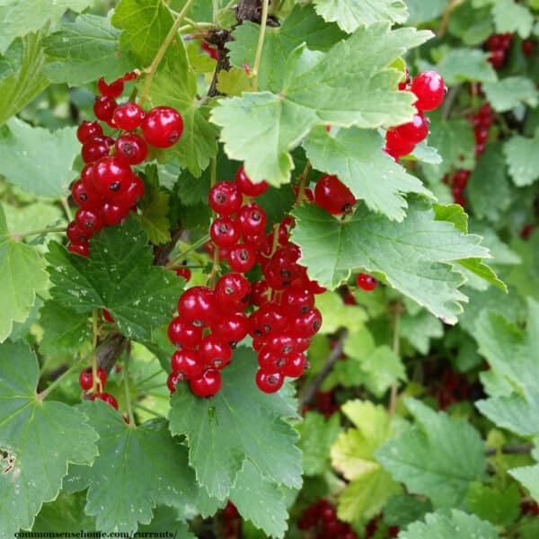 red currant fruit on bush