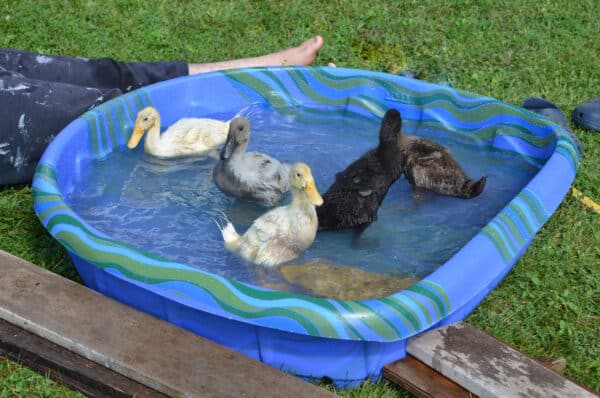 half grown ducks in a small kiddie pool