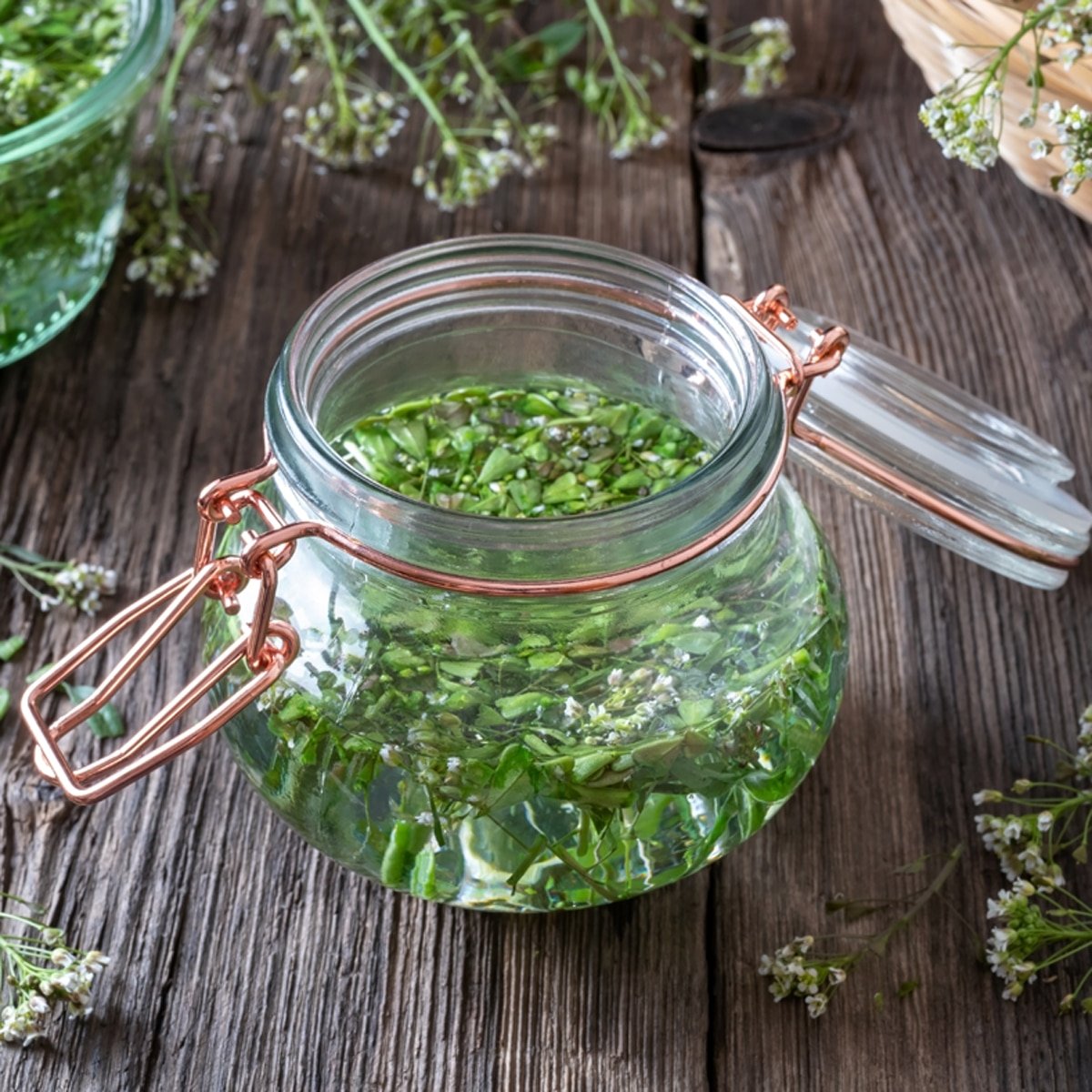 Preparation of tincture from chopped shepherd's purse