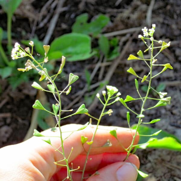 Shepherd's Purse, Capsella bursa-pastoris (L.) Medik