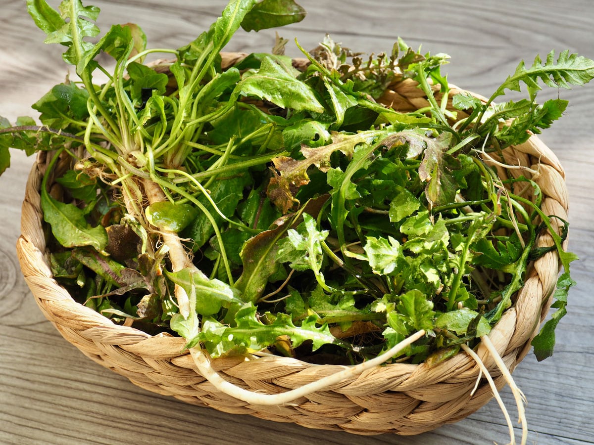 Shepherd's purse plants in basket