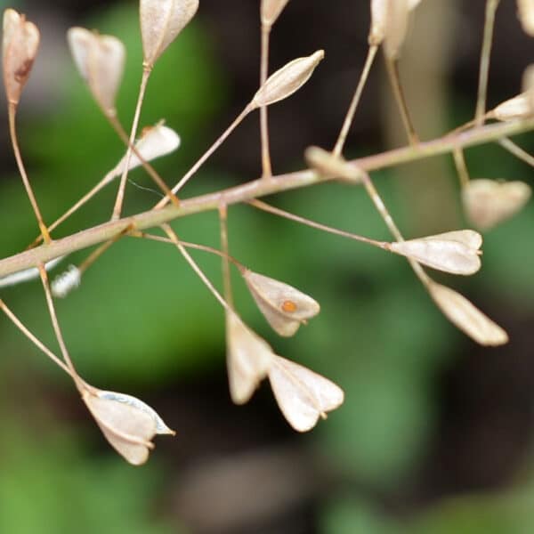 Shepherd's-purse - Capsella bursa-pastoris Stock Photo - Alamy