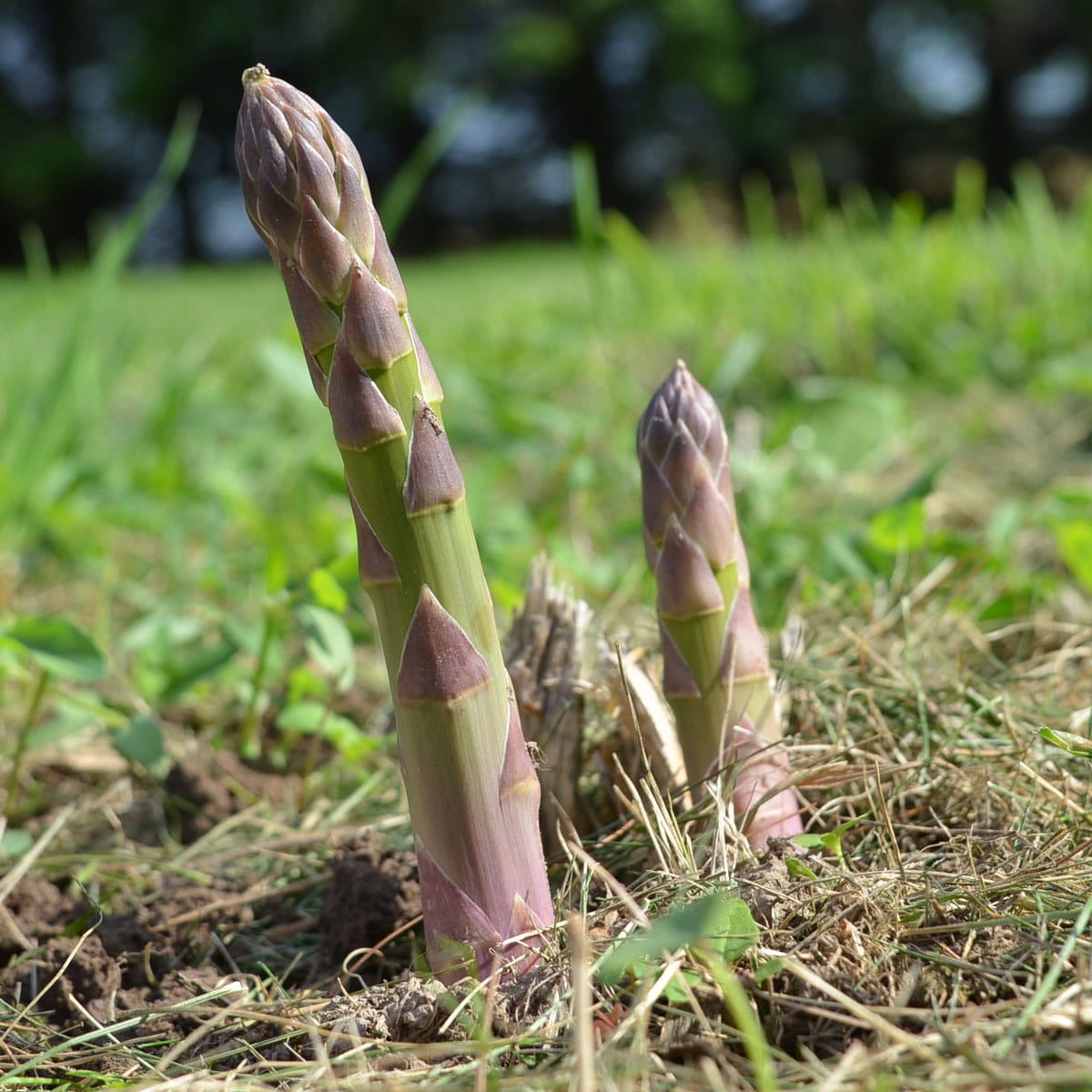 fresh asparagus stalks in garden