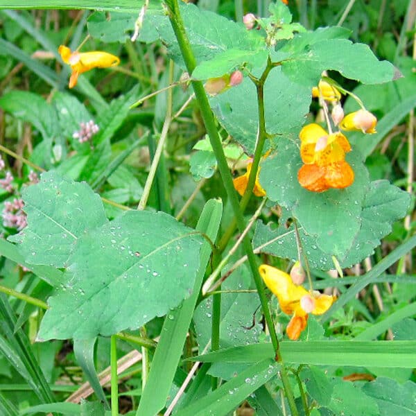 spotted jewelweed plant in bloom