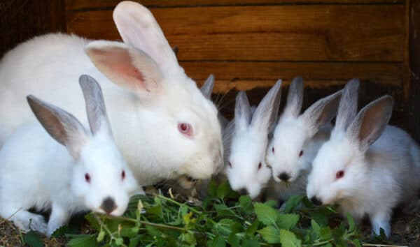 Mother rabbit and baby rabbits eating greens