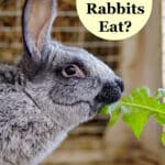 rabbit eating dandelion leaf