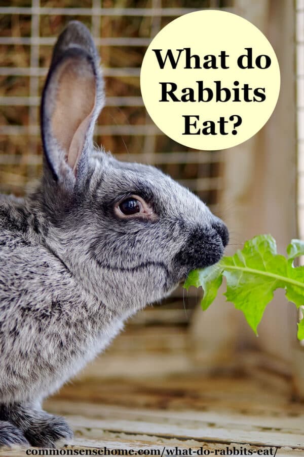 rabbit eating dandelion leaf