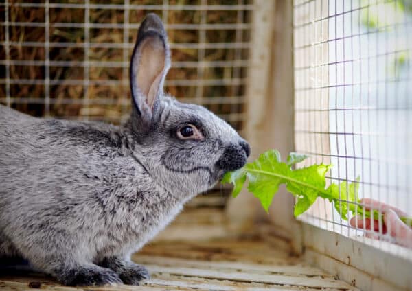 grey rabbit eating dandelion leaf