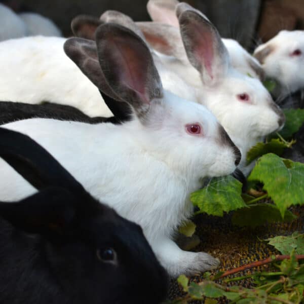 rabbits eating grape leaves