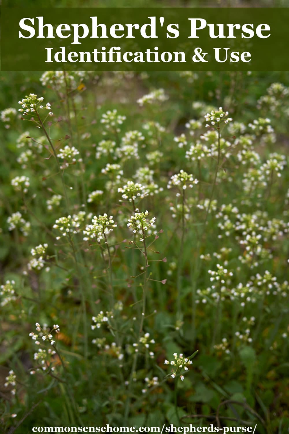 Shepherd's Purse Identification and Use