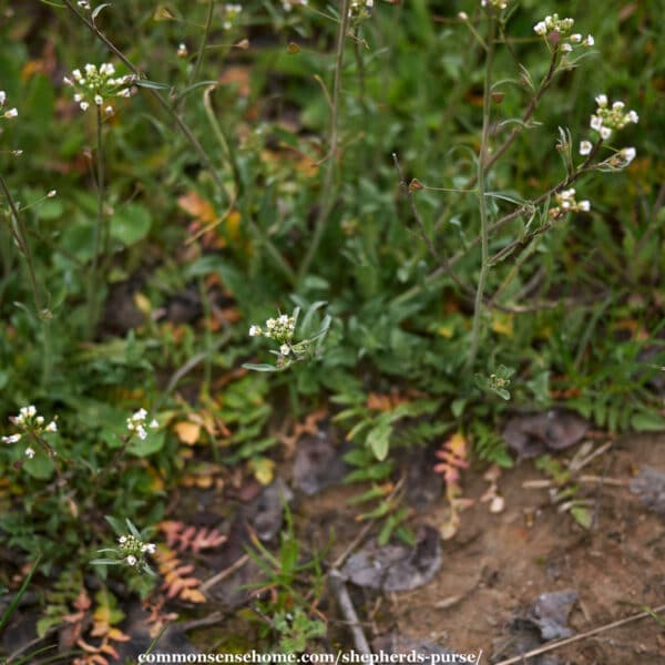 shepherds purse plants