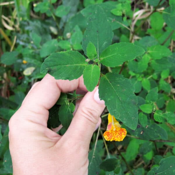 spotted jewelweed