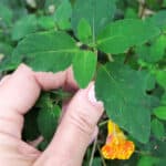 text at top "jewelweed for poison ivy and more" with image of hand holding jewelweed in bloom