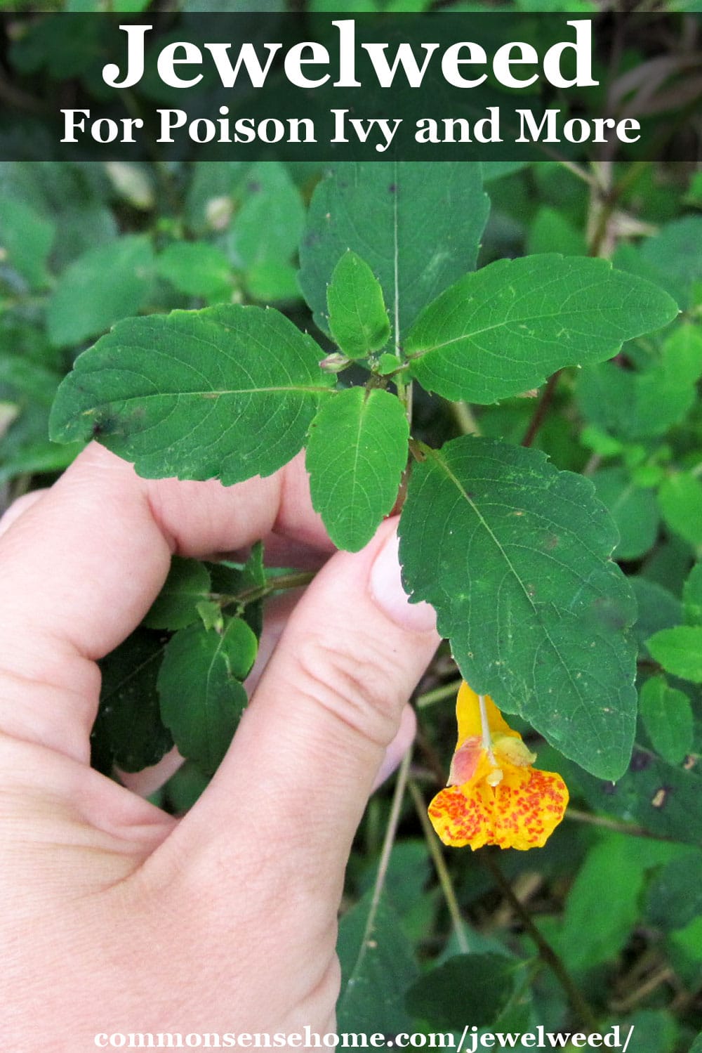 Jewelweed Traditional Remedy for Skin Ailments