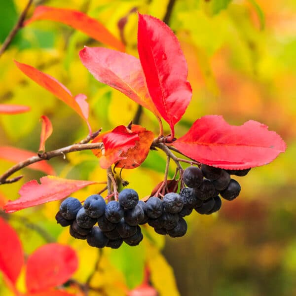 Aronia melanocarpa with fall colors