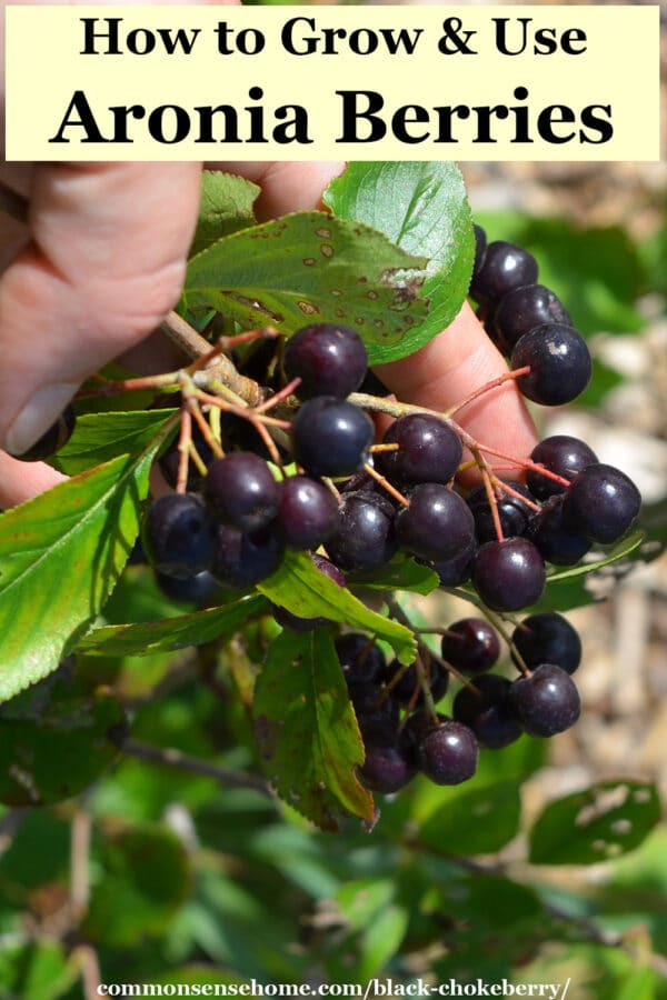 How to Grow and Use Aronia Berries