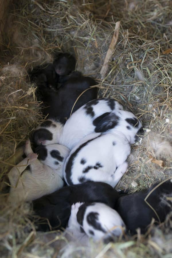 black and white baby rabbits