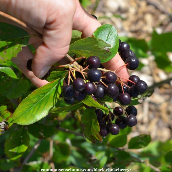 black chokeberry