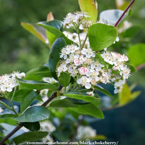 black chokeberry blossoms