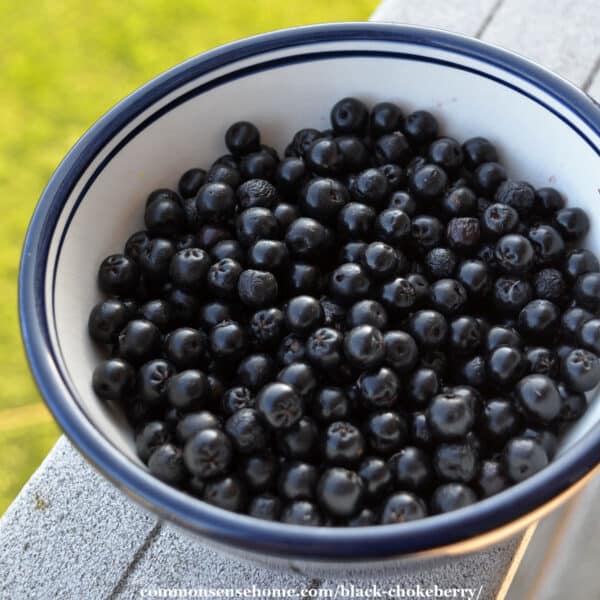 bowl of chokeberries