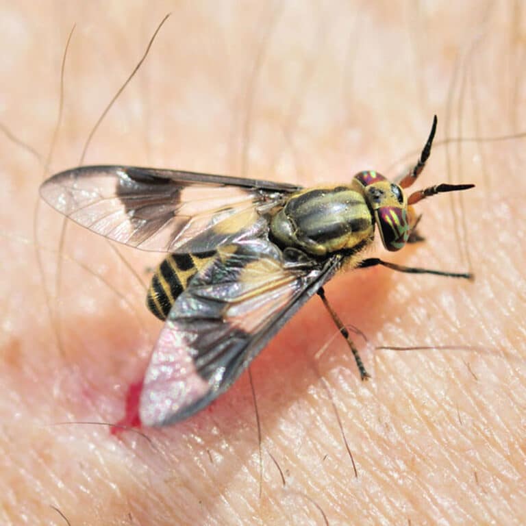 Deer Fly Control – How to Get Rid of Deer Flies