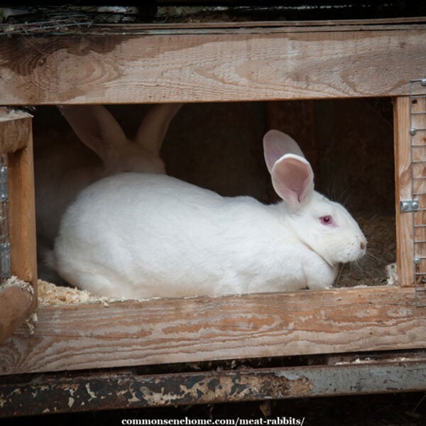 Feeding meat shop rabbits