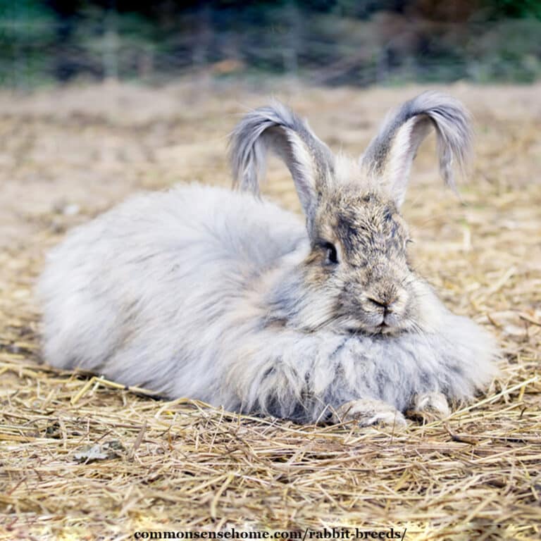 angora rabbit on straw