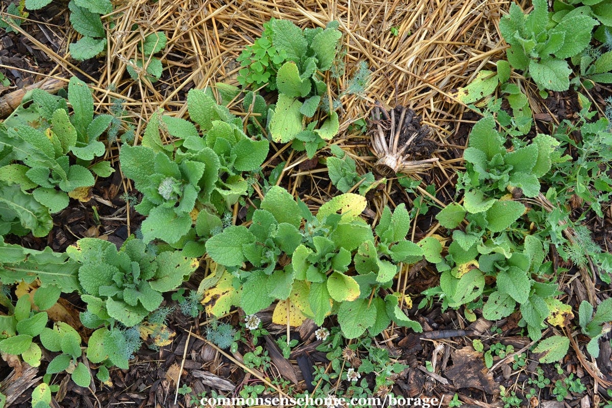 Borago officinalis seedlings