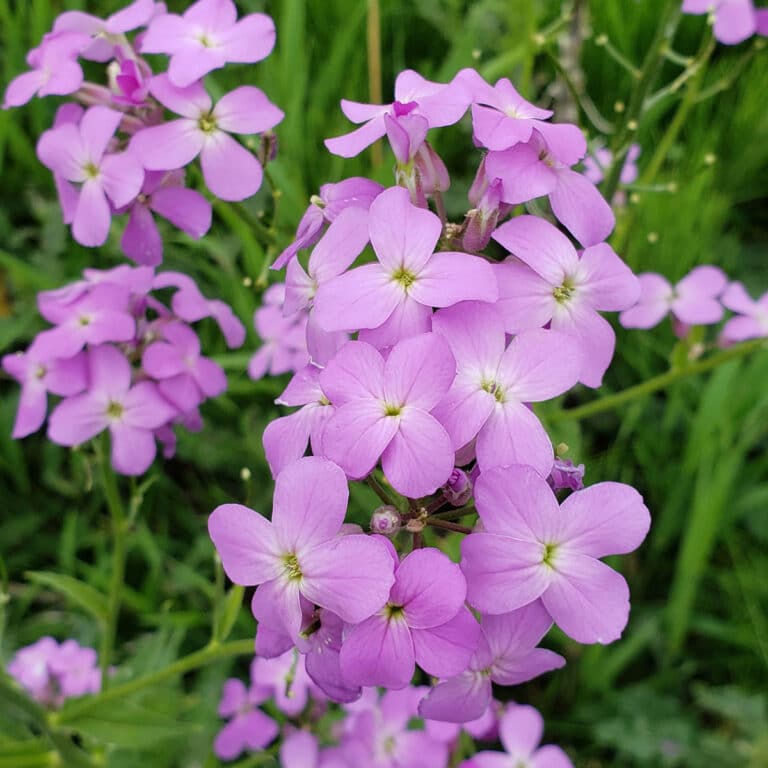 Dame's Rocket, Hesperis matronalis (Sweet Rocket)