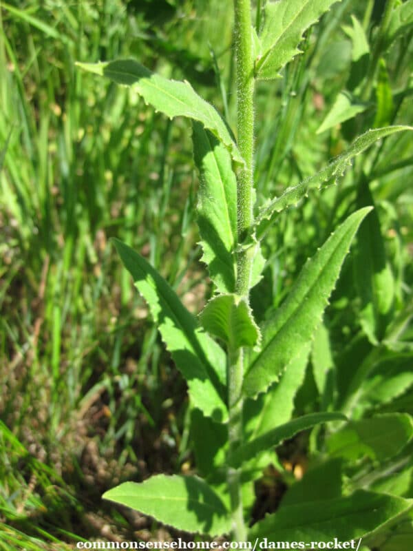 hesperis matronalis leaves