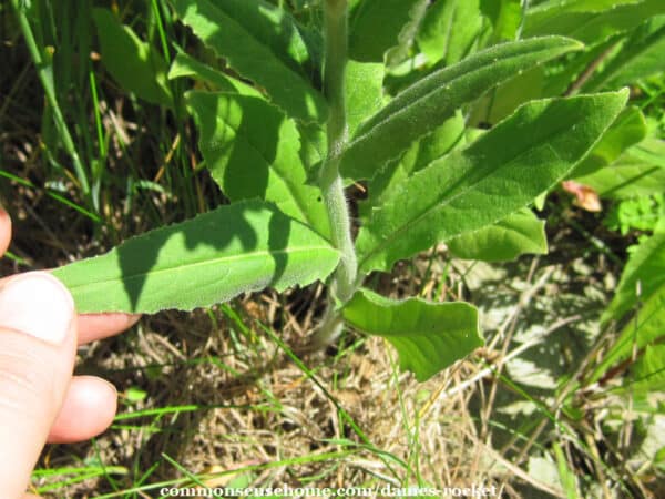 hesperis matronalis leaves