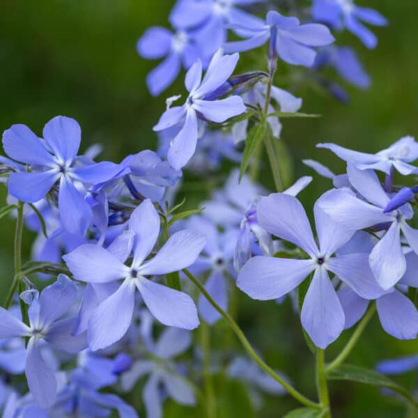 Phlox divaricata - Wild Blue Phlox