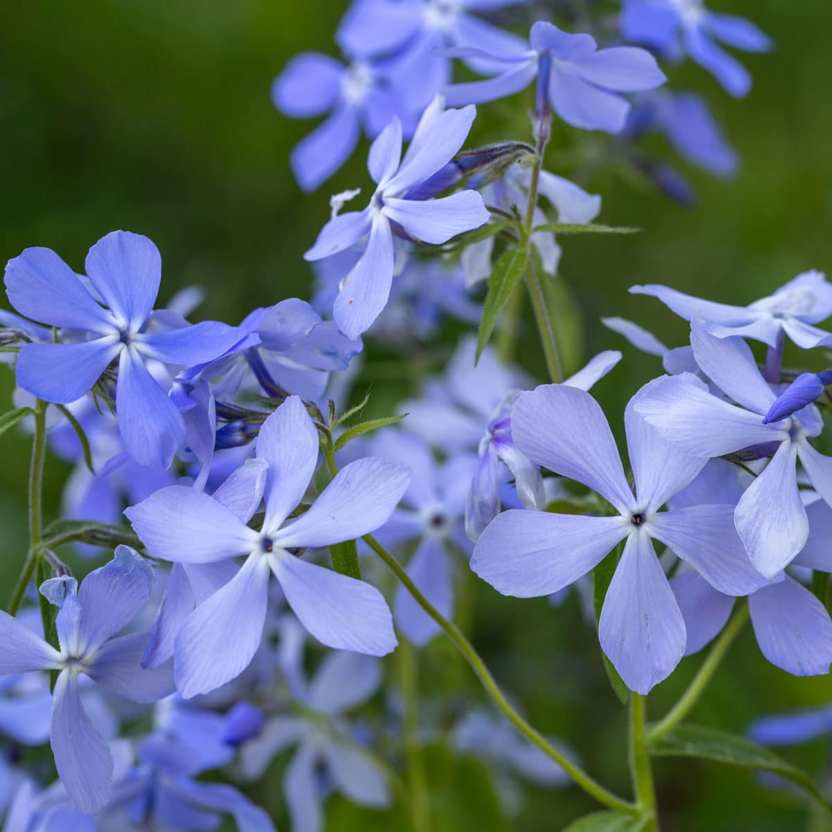 Dame's Rocket, Hesperis matronalis (Sweet Rocket)