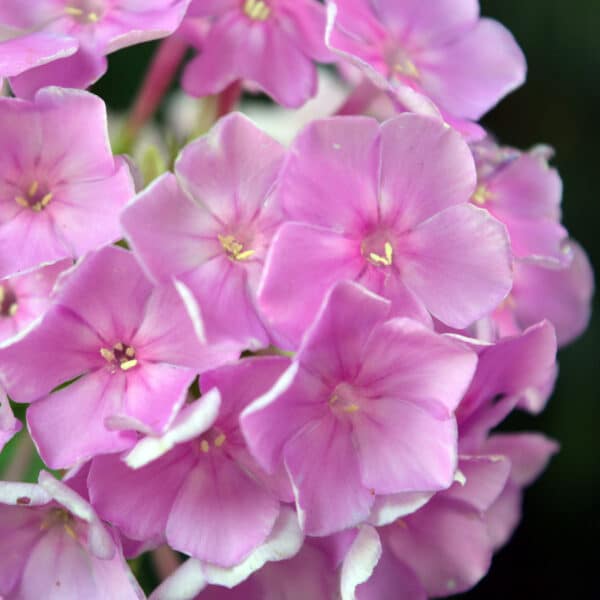 Phlox paniculata - Garden Phlox