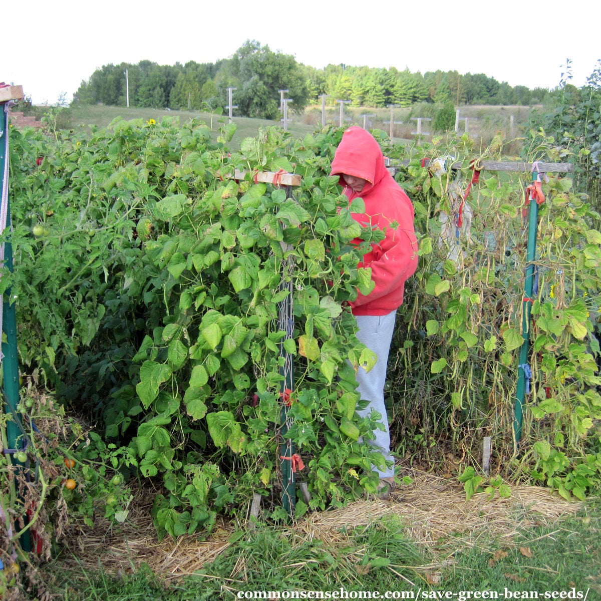 Boy in red hooded jacket picking pole beans in a garden