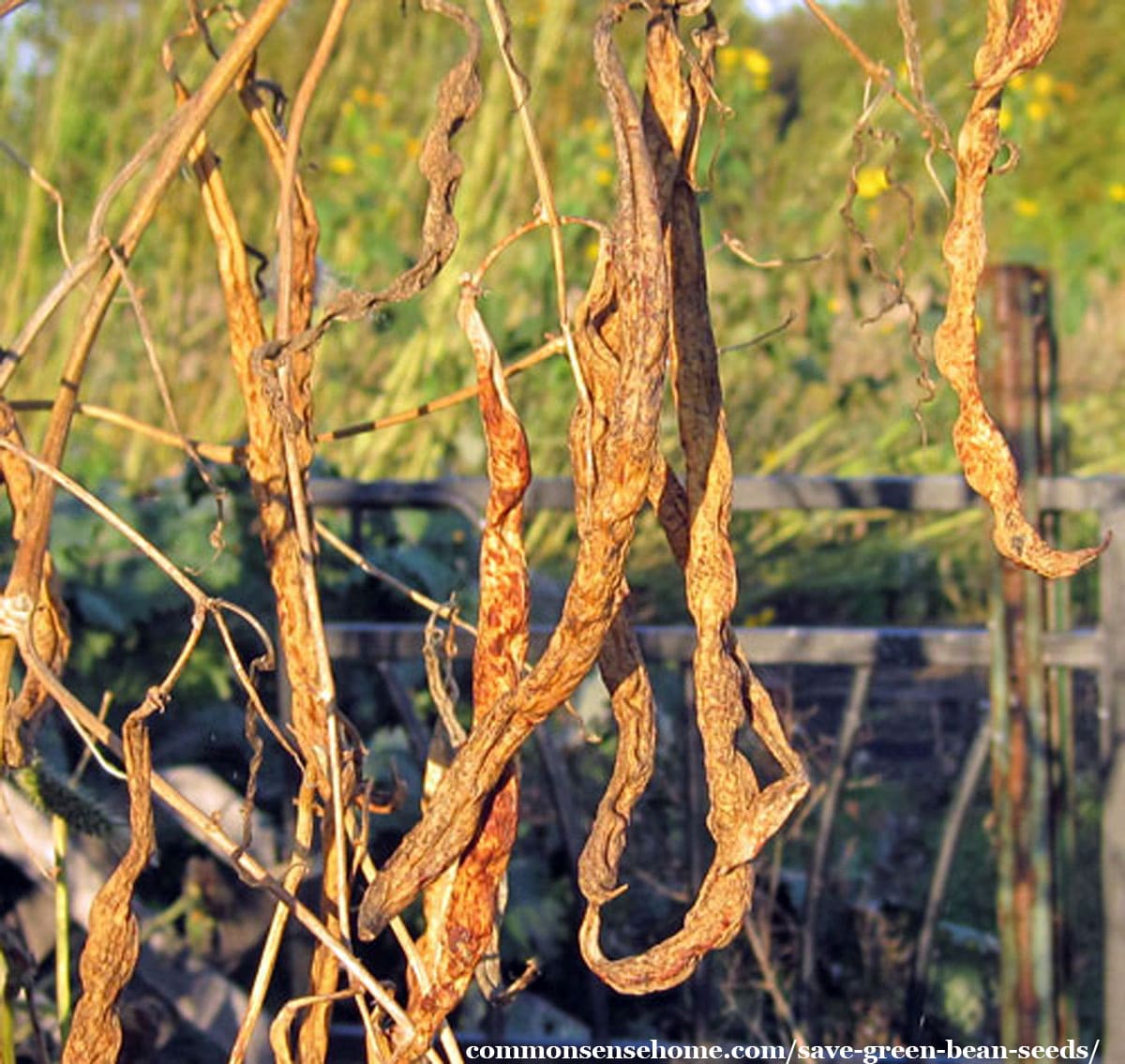 bean seeds is dry pods