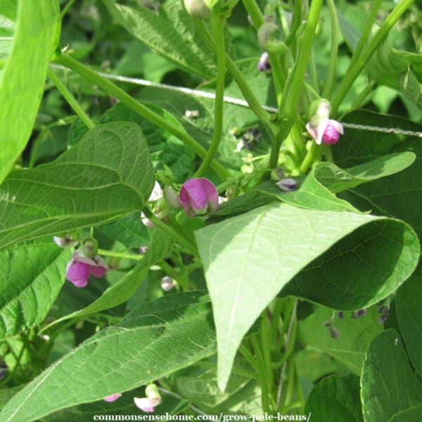 blossoms on pole beans