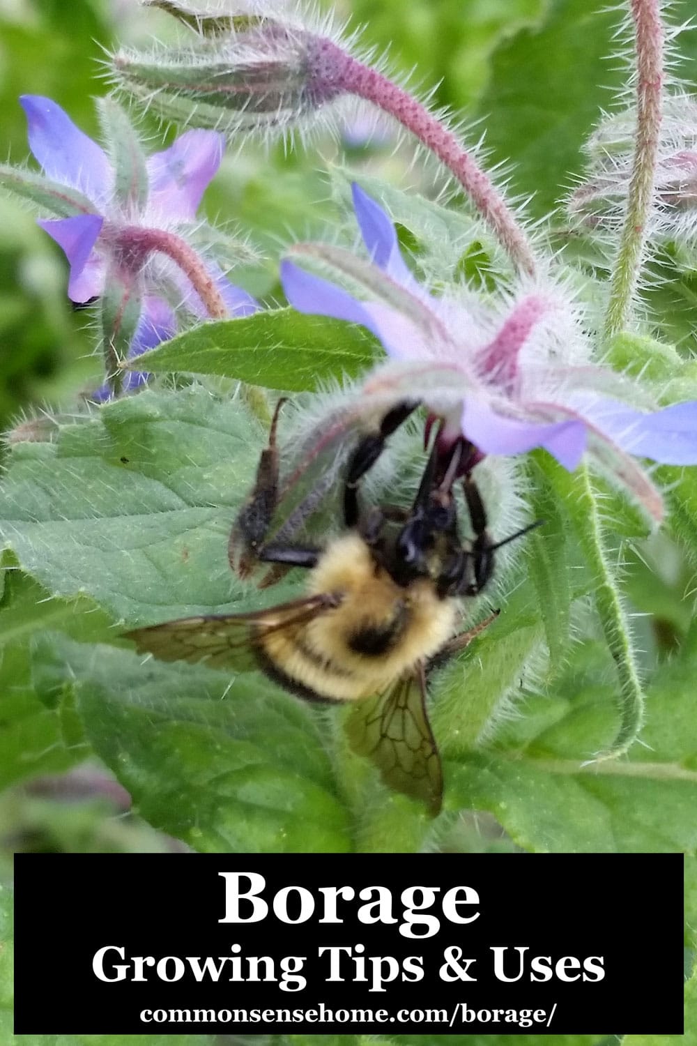 borage growing tips & uses