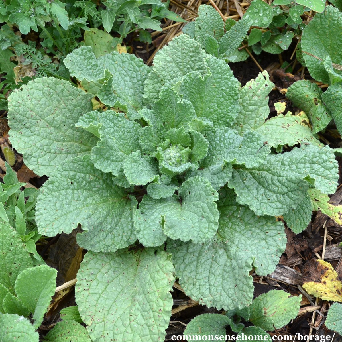 borage plant