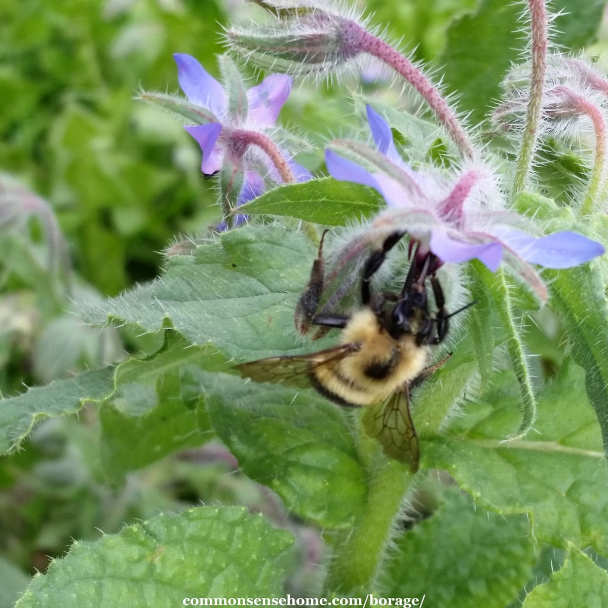 bumblebee on borage