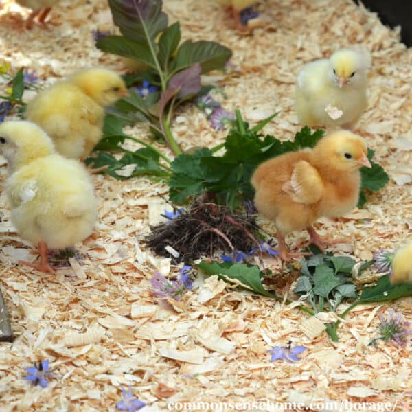 chicks with borage flowers and greens