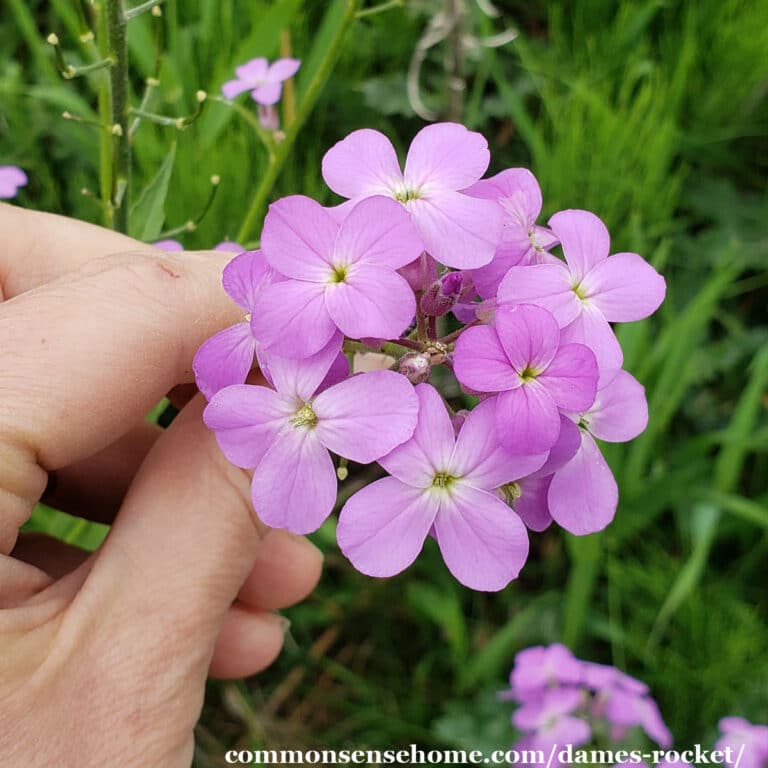 pink dame's rocket blossom