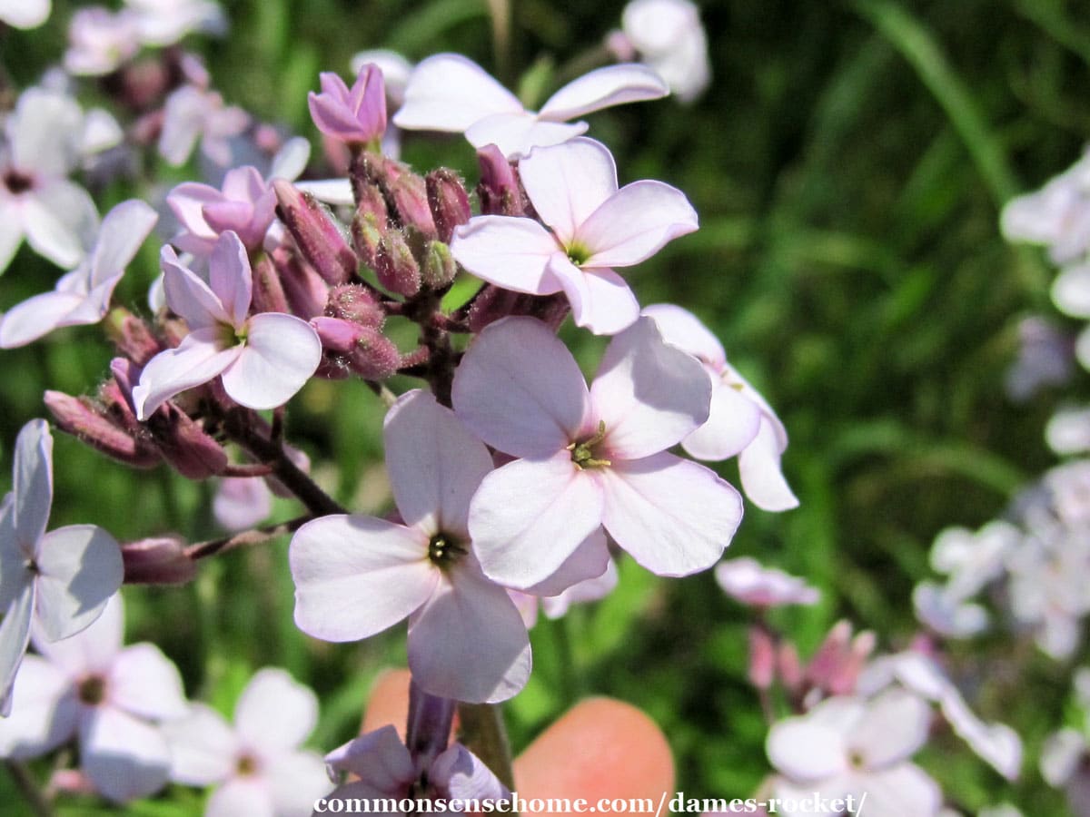 Dame's rocket flowers and buds